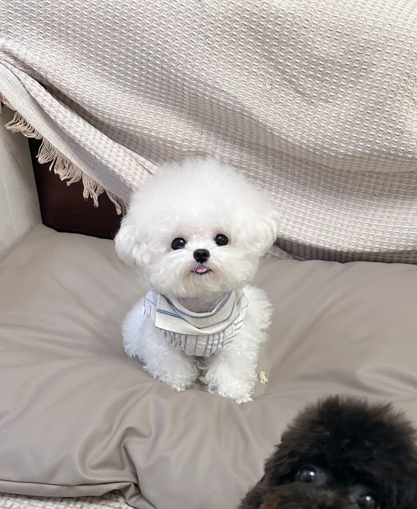 小体比熊